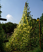 Echinocystis lobata (hedgehog cucumber)