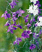 Delphinium ajacis