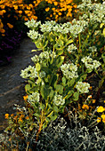 Euphorbia marginata 'Rock Crystal'