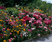 Godetia grandiflora