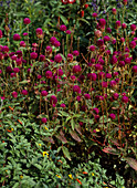 Gomphrena globosa