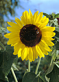 Helianthus anuus