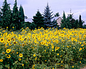 Helianthus anuus