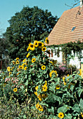 Helianthus annuus