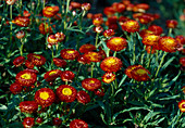 Helichrysum 'Hot Bikinii'