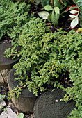 Pilea glabra (Cannonflower)