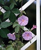 Ipomoea funnel vine