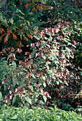 Impatiens glandulifera