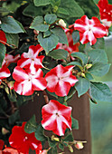 Impatiens walleriana 'Belize Red Star'