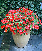 Impatiens walleriana