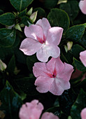 Impatiens walleriana