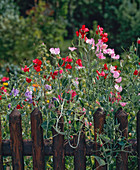 Lathyrus odoratus