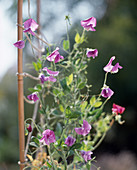 Lathyrus odoratus