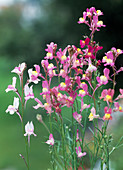 Linaria marrocana