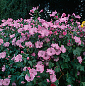 Cup mallow 'Silver Cup' in the border