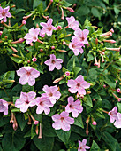 Mirabilis jalapa