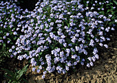 Myosotis sylvatica