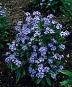 Myosotis sylvatica