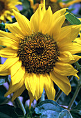 Helianthus annuus (sunflower)