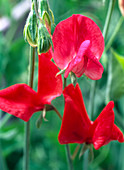 Lathyrus odoratus