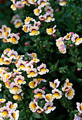 Nemesia 'Improved Mango'