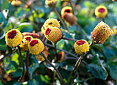 Spilanthes oleracea