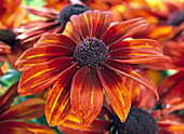 Rudbeckia hirta 'Antumn Colors'