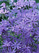 Phlox bifida (sand phlox)