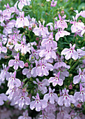 Lobelia 'Lavender' (Männertreu)