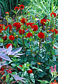 Dahlia 'Black Barbara' (Pompondahlia)