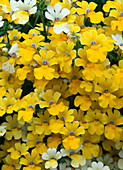 Nemesia sunsatia 'Lemon', 'White'