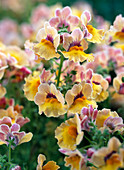 Nemesia sunsatia 'Peach' (nemesia)