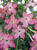 Nicotiana X Sanderae