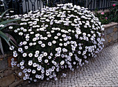 Osteospermum Hybride