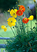 Papaver nudicaule 'summer wind'