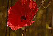 Papaver rhoeas