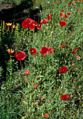 Papaver rhoeas