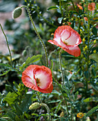 Papaver rhoeas