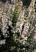 Erica gracilis