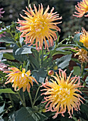 Dahlia Hybride