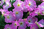 Petunia milliflora