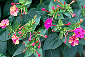 Mirabilis jalapa