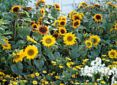 Helianthus annuus (sunflower), marigolds (marigold)