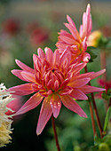 Dahlia hybrid (dahlia)