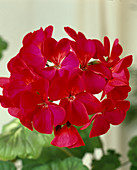 Pelargonium