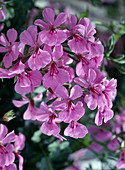 Pelargonium peltatum hybrid 'Blue Blizzard' (geranium)