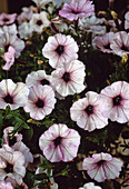 Petunia surfinia 'Pink Vein'