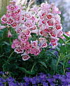 Penstemon hartwegii 'Tubular Bells Rose'