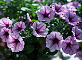 Petunia Surfina Hybr. 'Mary Blue'