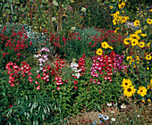 Penstemon hartwegii 'Schönholzeri'